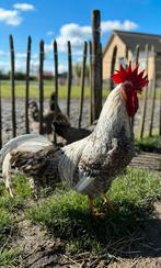 Broedeieren (eventuele) kleurleggers, Dieren en Toebehoren, Pluimvee, Kip, Geslacht onbekend