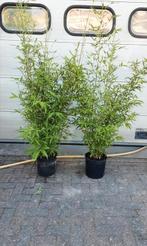 Bamboe struiken, Tuin en Terras, Planten | Struiken en Hagen, Ophalen, Bamboe