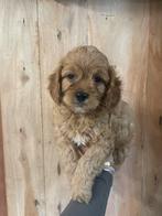 Cavapoo pups reutje, Dieren en Toebehoren, Honden | Chihuahua's en Gezelschapshonden, Overige rassen, CDV (hondenziekte), 8 tot 15 weken
