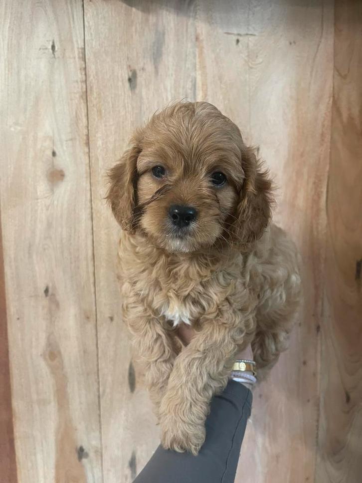 Cavapoo pup reutje, geteste vader, laatste uit het nest, Dieren en Toebehoren, Honden | Chihuahua's en Gezelschapshonden, Overige rassen