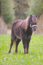 Twee shetlander merries smokey Black en zwart roan, Merrie