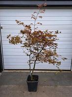 Acer palmatum 'Deshojo Nishiki' Japanse esdoorn, Tuin en Terras, Planten | Bomen, Ophalen, Halfschaduw, Overige soorten, 100 tot 250 cm