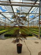 Albizia jullibrissin 'Summer Chocolate' 🌺, Tuin en Terras, Ophalen, Volle zon, Overige soorten