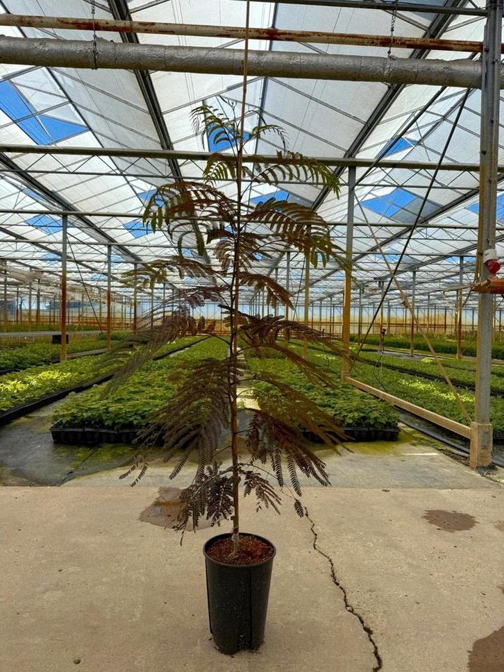 Albizia jullibrissin 'Summer Chocolate' 🌺, Tuin en Terras, Planten | Bomen, Overige soorten, Volle zon, Ophalen