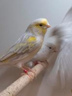 Kanaries opaal en opaal geel mozaiek, Dieren en Toebehoren, Vogels | Kanaries, Meerdere dieren, Kleurkanarie