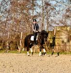 Super gave ruin, belofte voor de toekomst, Dieren en Toebehoren, Paarden, Gechipt, Ruin, Dressuurpaard, Zadelmak