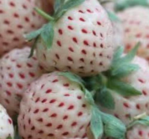 Witte aardbei plantjes, voor weken lang aardbeien, Tuin en Terras, Planten | Tuinplanten, Volle zon, Zomer, Ophalen of Verzenden