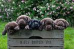 Labrador pups met stamboom,1stoere reu &1 knappe teef!, Dieren en Toebehoren, Honden | Retrievers, Spaniëls en Waterhonden, Rabiës (hondsdolheid)