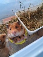 Baby hamsters, syrische hamsters, goudhamsters, Dieren en Toebehoren, Knaagdieren, Hamster, Geslacht onbekend, Tam, Oktober