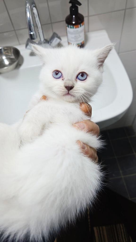 Prachtige witte Siamese poesje, Dieren en Toebehoren, Katten en Kittens | Raskatten | Korthaar, Poes