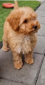 Doodle pups, Rabiës (hondsdolheid), Overige rassen, 8 tot 15 weken, Meerdere