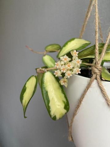 Hoya verticillata var. verticillata (inner variegated) beschikbaar voor biedingen