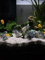 Polar Blue Parrot Cichlid, Dieren en Toebehoren, Vis
