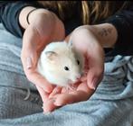Sweet hamster seeks loving new house, Dieren en Toebehoren, Januari, Mannelijk, Hamster