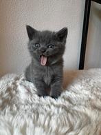 Britse korthaarkittens nog 3 beschikbaar, Dieren en Toebehoren, Katten en Kittens | Raskatten | Korthaar, Meerdere dieren, Ontwormd