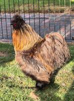 Usa zijderhoen haan, Dieren en Toebehoren, Mannelijk, Kip