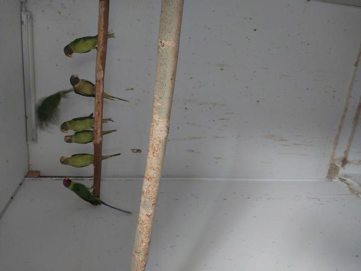 Prachtig kweekkoppel Pruimenkopparkieten met 5 jongen te ko, Dieren en Toebehoren, Vogels | Parkieten en Papegaaien, Parkiet, Meerdere dieren