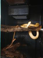 Couple Corallus Hortulanus reproducteur.  parfaite sante, Dieren en Toebehoren, Slang, 0 tot 2 jaar