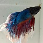 Betta splendens man 07, Vis