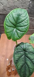 Alocasia Dragon Scale, Huis en Inrichting, Kamerplanten, Ophalen of Verzenden, Overige soorten, Minder dan 100 cm