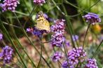 Verbena stekken, Volle zon, Vaste plant, Zomer, Ophalen