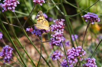 Verbena stekken beschikbaar voor biedingen
