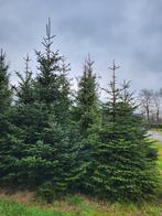 Grote Nordmann kerstbomen, Tuin en Terras, Bloeit niet, Overige soorten, 400 cm of meer, Ophalen