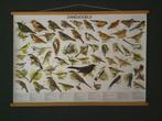schoolplaatposters van Zangvogels,Roofvogels en Zoogdieren., Ophalen of Verzenden