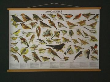 schoolplaatposters van Zangvogels,Roofvogels en Zoogdieren. beschikbaar voor biedingen