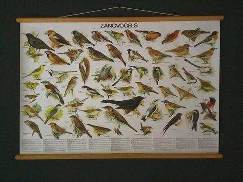 schoolplaatposters van Zangvogels,Roofvogels en Zoogdieren., Antiek en Kunst, Antiek | Schoolplaten, Ophalen of Verzenden