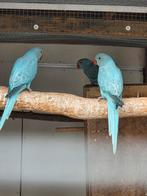 halsbandparkiet   jongen 2025 dominant bont blauw violet wkw, Meerdere dieren, Parkiet