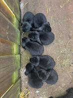 Hangoor konijntjes, Dieren en Toebehoren, Konijnen, Meerdere dieren, Groot, Hangoor, 0 tot 2 jaar