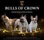 Franse Bulldog info (heel belangrijk), Dieren en Toebehoren, Meerdere, Bulldog, Geslacht onbekend, Buitenland