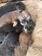 Mooie gezonde Jackxchi pups te koop, Dieren en Toebehoren, Honden | Chihuahua's en Gezelschapshonden, Overige rassen, CDV (hondenziekte)