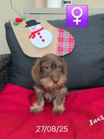 mooie ruwhaar teckel pups, Dieren en Toebehoren, Honden | Teckels en Dashonden, België, Rabiës (hondsdolheid), 8 tot 15 weken