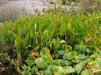 Waterhyacint, Ophalen, Vaste plant, Halfschaduw, Zomer