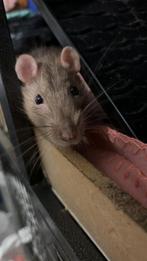 Ratten, Dieren en Toebehoren, Knaagdieren, Mei, Meerdere dieren, Rat