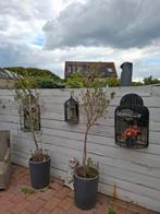 Vogelplantenkooi met spiegel voor aan de muur, Ophalen, Gebruikt