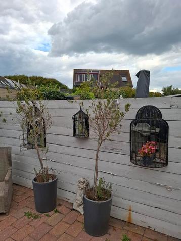 Vogelplantenkooi met spiegel voor aan de muur beschikbaar voor biedingen