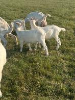 Melkgeit bokjes, Dieren en Toebehoren, Schapen, Geiten en Varkens, Mannelijk, Geit