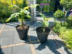 Bananenplanten in pot, Tuin en Terras, Planten | Tuinplanten, Ophalen, Zomer, Overige soorten, Volle zon