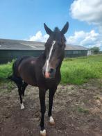 Dressuurpaarden, Dieren en Toebehoren, Paarden, Met stamboom, Dressuurpaard, 3 tot 6 jaar, L
