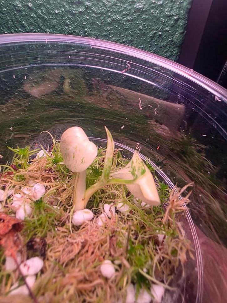 Monstera White Monster TC - Nieuw Blad!, Huis en Inrichting, Kamerplanten, Minder dan 100 cm, Halfschaduw, Ophalen of Verzenden