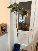 Mooie Kalanchoe Beharensis van 176 cm, Huis en Inrichting, Kamerplanten, Ophalen, Halfschaduw, 150 tot 200 cm
