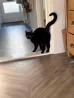 Zwarte kater te koop aangeboden, Dieren en Toebehoren, Kater, Kortharig, 0 tot 2 jaar
