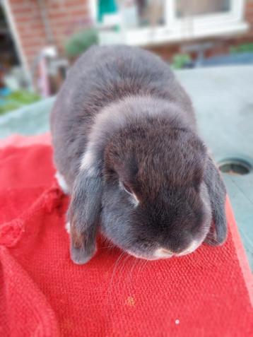 Lief otterblauw hangoor konijntje. 1 jaar. Goed huis gezocht beschikbaar voor biedingen