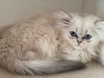 Britse langharige kater, Kater