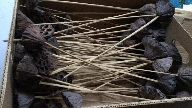 Lotus bloemen, Diversen, Kerst, Nieuw, Ophalen of Verzenden