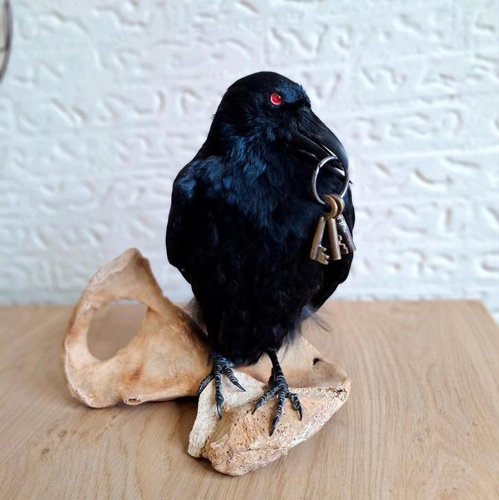 Opgezette kraai op heupbot met sleutels, Verzamelen, Dierenverzamelingen, Nieuw, Opgezet dier, Vogel, Ophalen of Verzenden