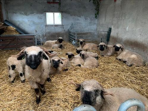 Walliser Scharznases, Dieren en Toebehoren, Schapen, Geiten en Varkens, Schaap, Meerdere dieren